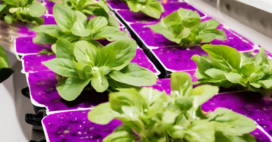 How to Mix Hydroponic Nutrients A and B